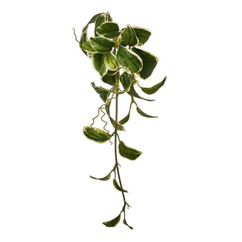 CASCANTE PRISOMIA X32 CM 37 WI